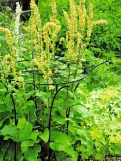 Essex Plant Supports -Plant Supports Shop 37423 200 tif