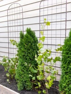 Jardin Flower Trellis 7 Jardin Flower Trellis -Plant Supports Shop 38689 6002 tif