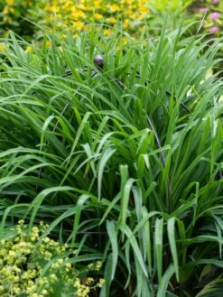 Jardin Bird Cage Support, 26" 9 Jardin Bird Cage Support, 26" -Plant Supports Shop 39 521 0073 tif