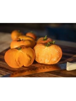 Dwarf Tomato, Uluru Ochre Organic Seeds