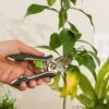 Houseplant Pruner 1 Houseplant Pruner -Plant Supports Shop 3 4 crop 8612961 0040 houseplant pruner