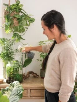 Indoor Plant Mister -Plant Supports Shop 3 4 crop 8612962 3792