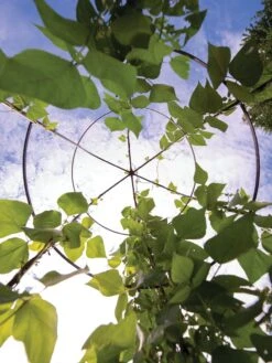 Jardin Tower -Plant Supports Shop 3 4 crop 8612997 0033