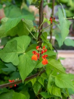 Jardin Tower -Plant Supports Shop 3 4 crop 8612997 0059