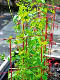 Expandable Pea Trellis 8 Expandable Pea Trellis -Plant Supports Shop 8587061 100 tif