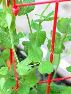 Tall Expandable Pea Trellis 11 Tall Expandable Pea Trellis -Plant Supports Shop 8587061 101 tif 1