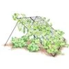Large Cucumber Trellis -Plant Supports Shop 8587082 CukeTrellis L Blk 001E tif