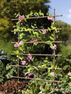 Jardin Ladder Trellis -Plant Supports Shop 8587107 083 tif
