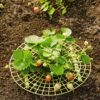 Strawberry Supports, Set Of 6 2 Strawberry Supports, Set Of 6 -Plant Supports Shop 8587970 1039 tif