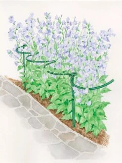 Tidy Path Supports -Plant Supports Shop 8588403 003 1