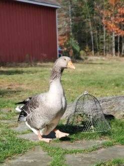 Chicken Wire Cloche 16 Chicken Wire Cloche -Plant Supports Shop 8590210 01IN tif