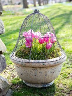 Chicken Wire Cloche 15 Chicken Wire Cloche -Plant Supports Shop 8590210 021 tif