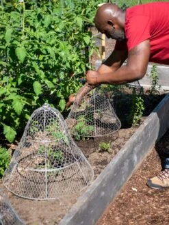 Chicken Wire Cloche With Extension 18 Chicken Wire Cloche With Extension -Plant Supports Shop 8590210 0442 tif