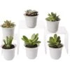 Succulent Terrarium Plant Collection, Set Of 6 2 Succulent Terrarium Plant Collection, Set Of 6 -Plant Supports Shop 8591769 3597 tif