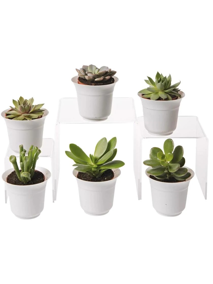 Succulent Terrarium Plant Collection, Set Of 6 3 Succulent Terrarium Plant Collection, Set Of 6