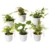 Fern Terrarium Plant Collection, Set Of 6 -Plant Supports Shop 8591771 3591 tif