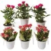 Flowering Terrarium Plant Collection, Set Of 6 2 Flowering Terrarium Plant Collection, Set Of 6 -Plant Supports Shop 8591772 3594 tif