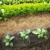 3-in-1 Chicken Wire Cloche -Plant Supports Shop 8592117 5598 1 chicken wire cloche 3 in 1 tif