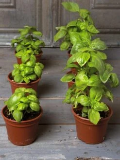 Organic Self-Watering Potting Mix, 20 Qts. -Plant Supports Shop 8592212 3979 001E tif 3