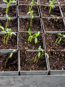 Seed Starting Mix, 9 Qts. -Plant Supports Shop 8592212 6177