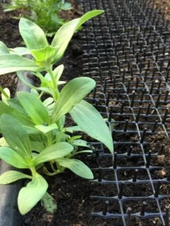 Cat Scat Mat -Plant Supports Shop 8592448 03CUST tif