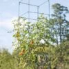 Mammoth Tomato Towers, Set Of 2 -Plant Supports Shop 8595740 4437 tif