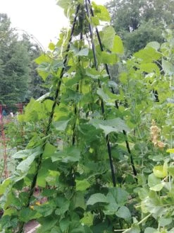 Titan Teepee Trellis -Plant Supports Shop 8595757 01EMP tif