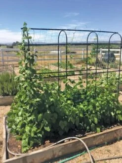 Titan Pea Tunnel -Plant Supports Shop 8596275 01CUST tif