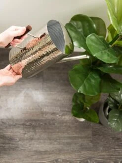 Stainless Steel Watering Can -Plant Supports Shop 8599057 14322 tif