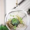 Floating Orb Terrarium Kit -Plant Supports Shop 8599146 02v floating orb glass terrarium kit