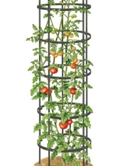 Titan Tall Tomato Cages, Set Of 3 11 Titan Tall Tomato Cages, Set Of 3 -Plant Supports Shop 8599860 0002 art tif
