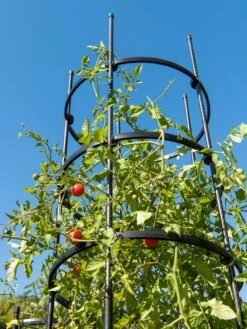 Titan Tall Tomato Cages, Set Of 3 10 Titan Tall Tomato Cages, Set Of 3 -Plant Supports Shop 8599860 0066 tif