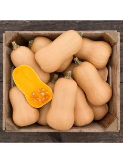 Brulee Butternut Squash Organic Seeds -Plant Supports Shop 8599867 01v