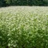 Common Buckwheat Organic Seeds -Plant Supports Shop 8599871 02v common buckwheat organic seeds