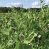 Field Peas, Oats And Vetch Mix Organic Seeds 1 Field Peas, Oats And Vetch Mix Organic Seeds -Plant Supports Shop 8599874 01V tif