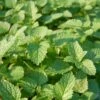 Lemon Balm Organic Seeds -Plant Supports Shop 8599880 01V tif