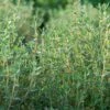 Thyme Organic Seeds 1 Thyme Organic Seeds -Plant Supports Shop 8599882 01v thyme organic seeds