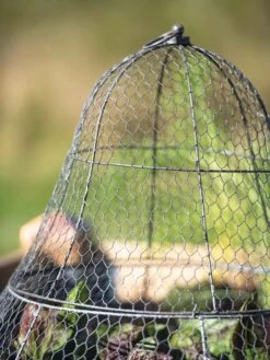 Chicken Wire Cloche With Extension 24 Chicken Wire Cloche With Extension -Plant Supports Shop 8600116 0607 tif