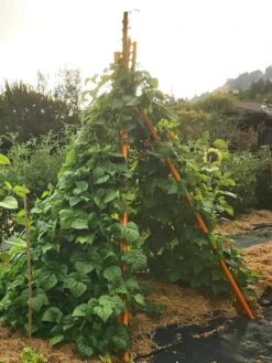 Annabel Tipi Trellis 12 Annabel Tipi Trellis -Plant Supports Shop 8600521 02V tif