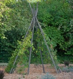 Annabel Tipi Trellis 10 Annabel Tipi Trellis -Plant Supports Shop 8600521 07V jpg