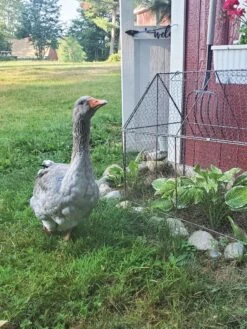 Chicken Wire Crop Coop -Plant Supports Shop 8609080 02IN tif
