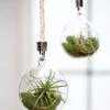 Mini Blown-Glass Hanging Terrarium, Set Of 2 -Plant Supports Shop 8609218 0311 mini blown glass hanging terrarium set of 2