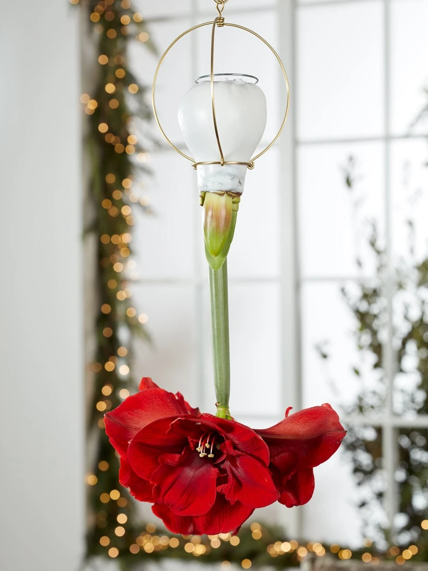 Waxed Amaryllis Brass Hangers, Set Of 3 5 Waxed Amaryllis Brass Hangers, Set Of 3 - Image 3