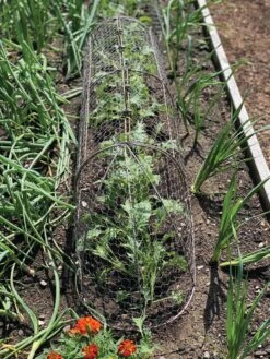 Chicken Wire Row Cloche Expandable Extra Large 3N1 12 Chicken Wire Row Cloche Expandable Extra Large 3N1 -Plant Supports Shop 8609412 5903 tif