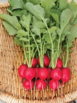Family Garden Organic Seed Collection, Set Of 7 -Plant Supports Shop 8610262 Cherry Belle Radish 06V tif