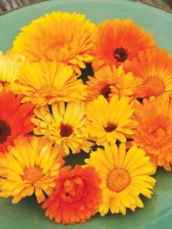 Family Garden Organic Seed Collection, Set Of 7 -Plant Supports Shop 8610262 Pacific Beauty Calendula 07V tif