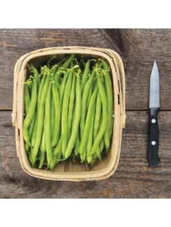 Antigua Bush Bean Organic Seeds -Plant Supports Shop 8610262 antigua bean 8 15 18 05v