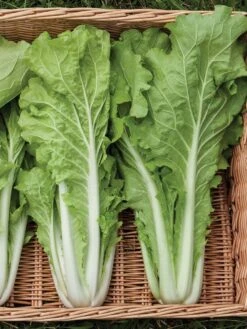 Silk Road Garden Organic Seed Collection, Set Of 6 -Plant Supports Shop 8610264 tokyo bekana 02v