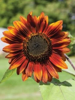 Velvet Queen Sunflower Organic Seeds -Plant Supports Shop 8610266 velvet queen sunflower 02v