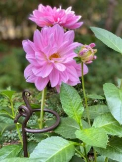 Arden Single Stem Supports, Set Of 2 9 Arden Single Stem Supports, Set Of 2 -Plant Supports Shop 8610375 5703 tif